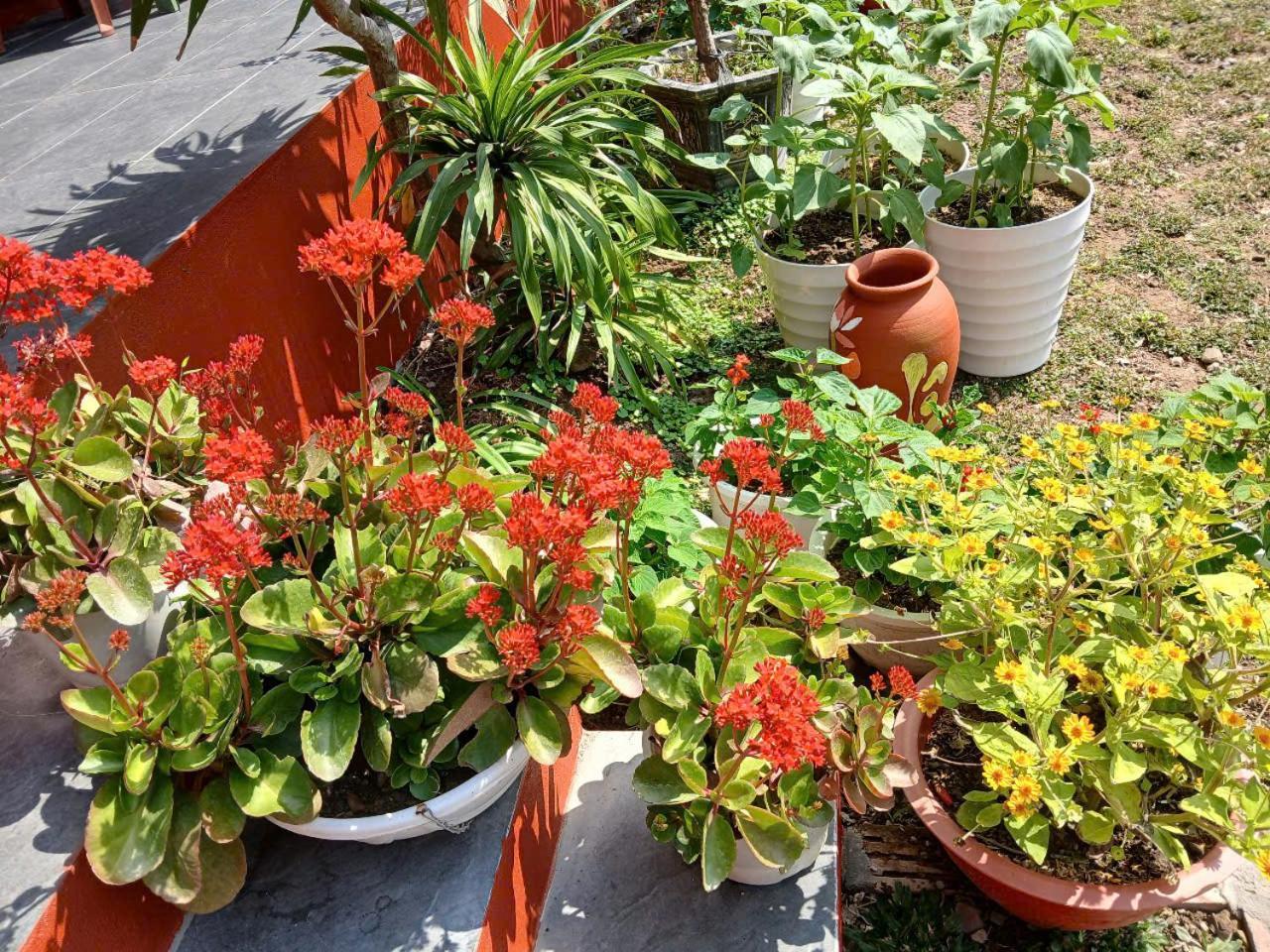 Hien Hao Catba Papillon Garden Bungalows & Resort מראה חיצוני תמונה